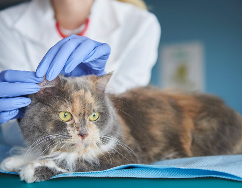 Stérilisation chat Castration chat Prix Vétérinaire Vetexpress